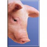 Kühlschrankmagnet - Schweine Ferkel - Gr. ca. 8 x 5,5 cm - 38332 - Magnet  Küchenmagnet