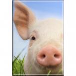 TIERMAGNET - Schweine Ferkel - Gr. ca. 8 x 5,5 cm - 38333 - Küchenmagnet