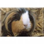 TIERMAGNET - Meerschweinchen - Gr. ca. 8 x 5,5 cm - 37431 - Küchenmagnet
