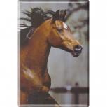 MAGNET - Pferd Stute Hengst - Gr. ca. 8 x 5,5 cm - 38481 - Küchenmagnet