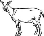Aufkleber Applikation - Schaf - AP0484 - schwarz / 40cm