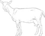 Aufkleber Applikation - Schaf - AP0484 - silber / 30cm